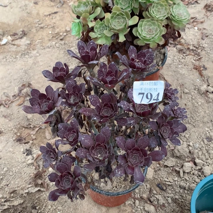 794黑豆绣球1号北