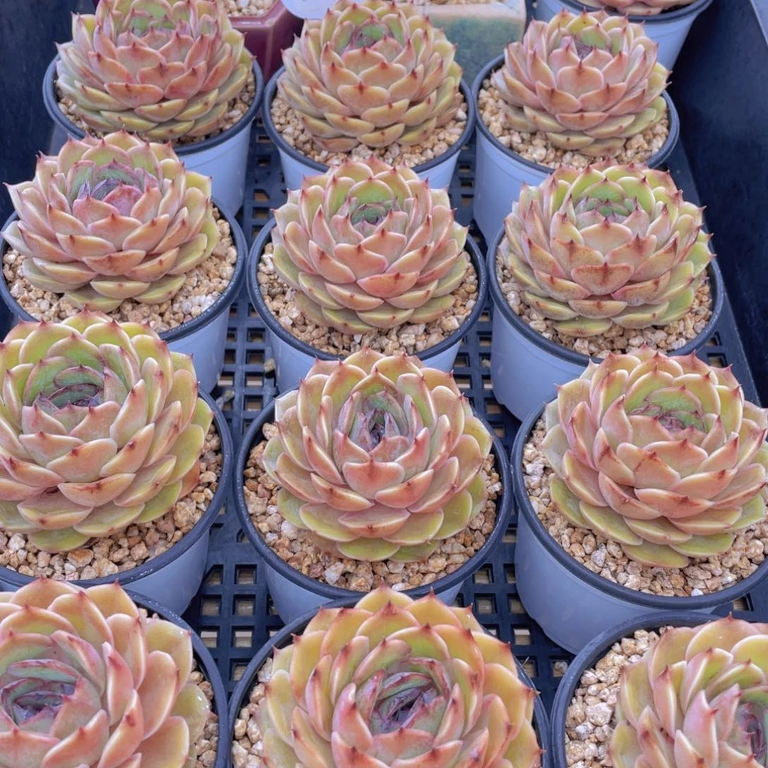 量拍40号 糖心昂斯诺大单头一个