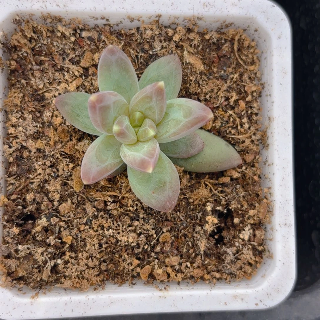 雪戴丽一物一拍发货
