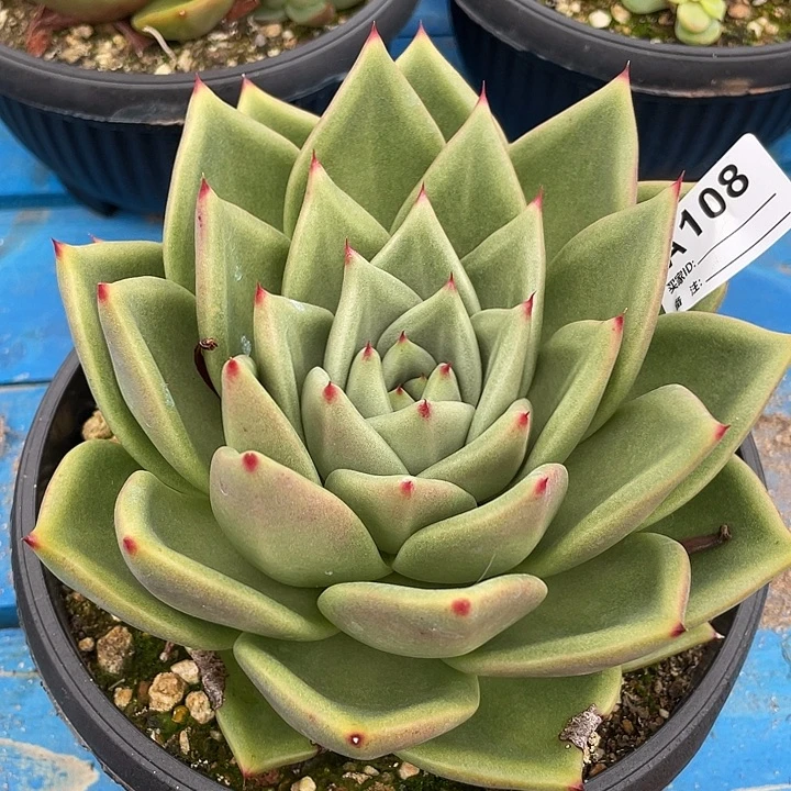 若如东云筐拍A108