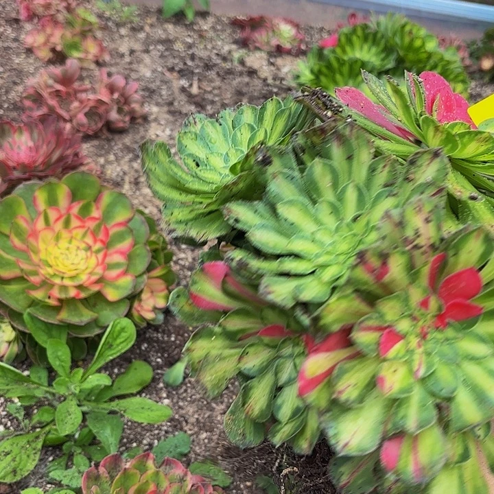 哈哈多肉植物知否162