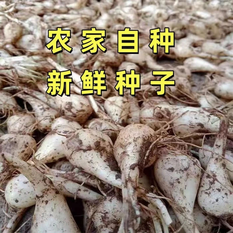 藠头种子新鲜荞头现挖茭头教头带须农家自种蒜白糖醋腌制泡菜蔬菜