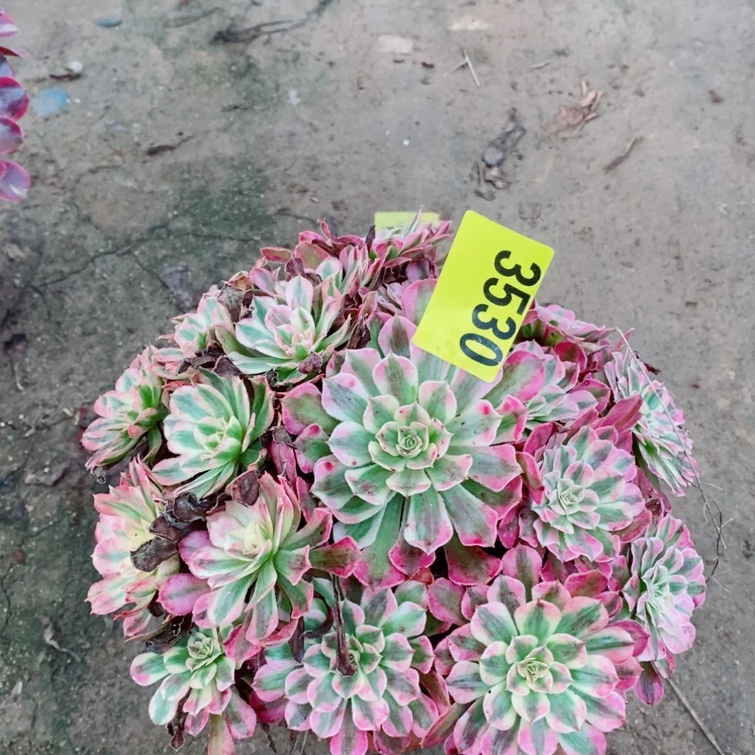 红同白多肉植物3530
