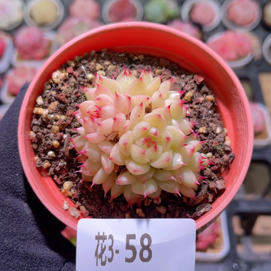 花利美3-58海王群