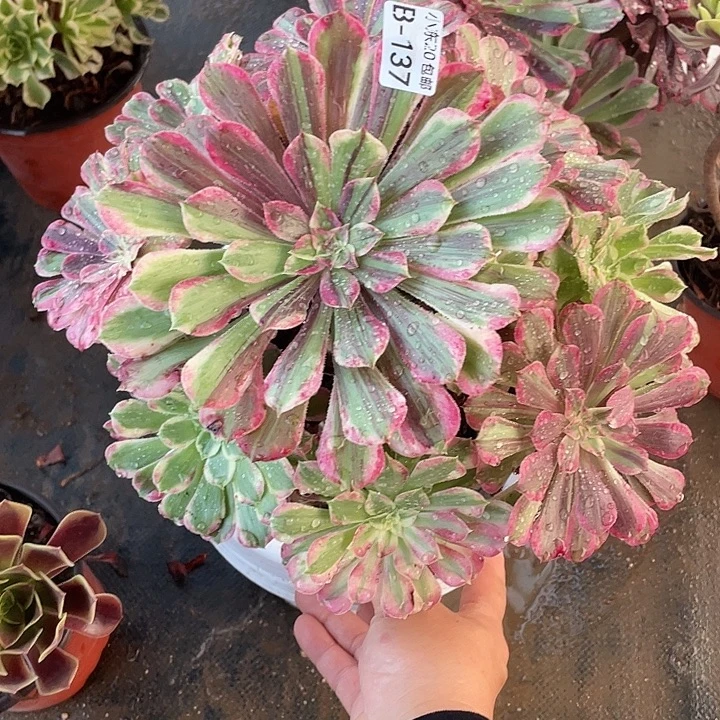 137同花顺多肉植物法师