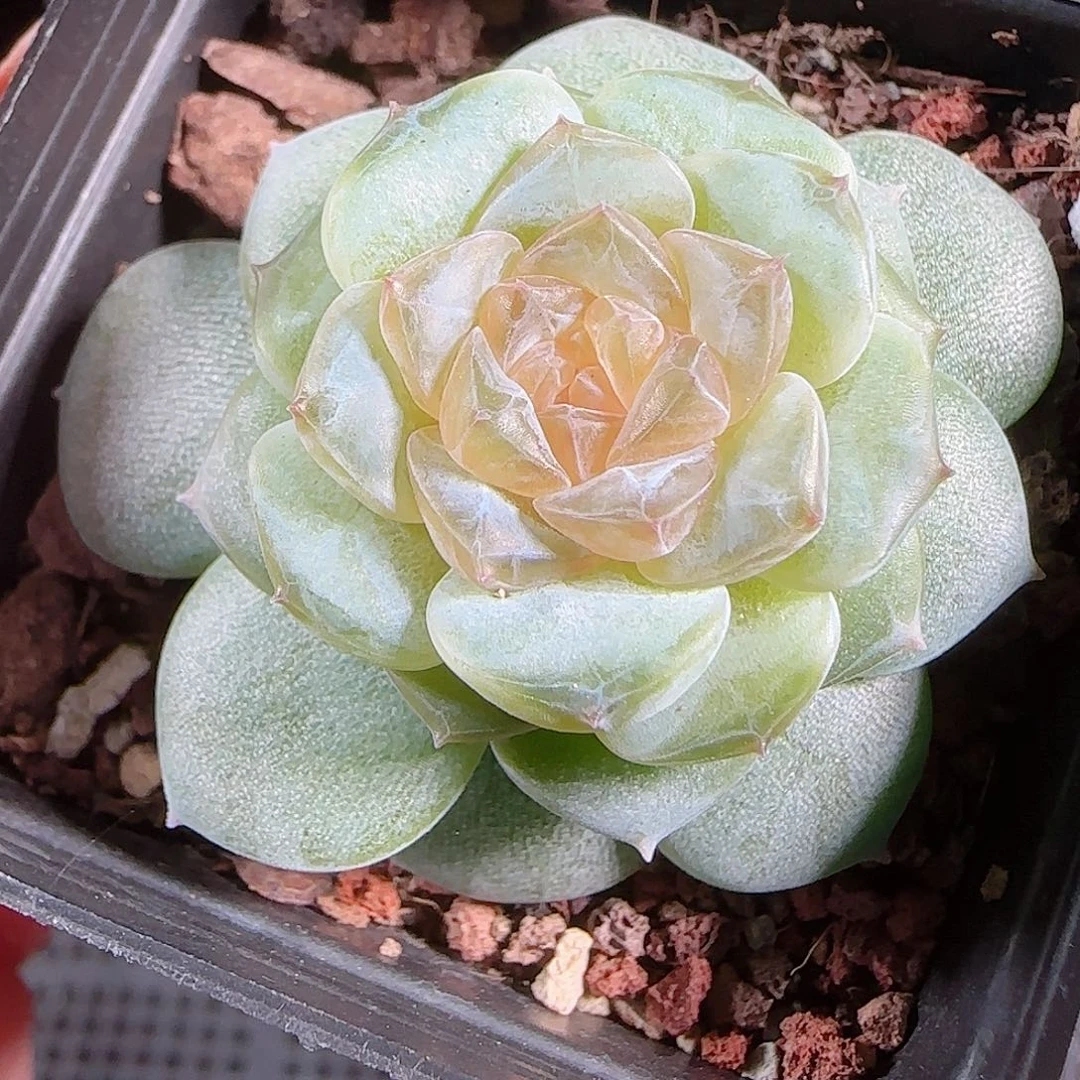 0828---73初夏糖心珍妮