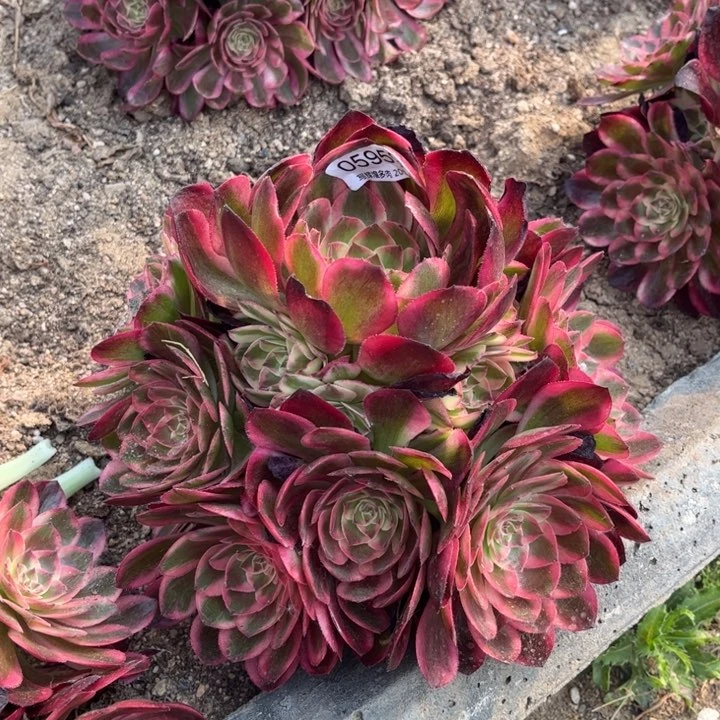 05959云荷多肉植物