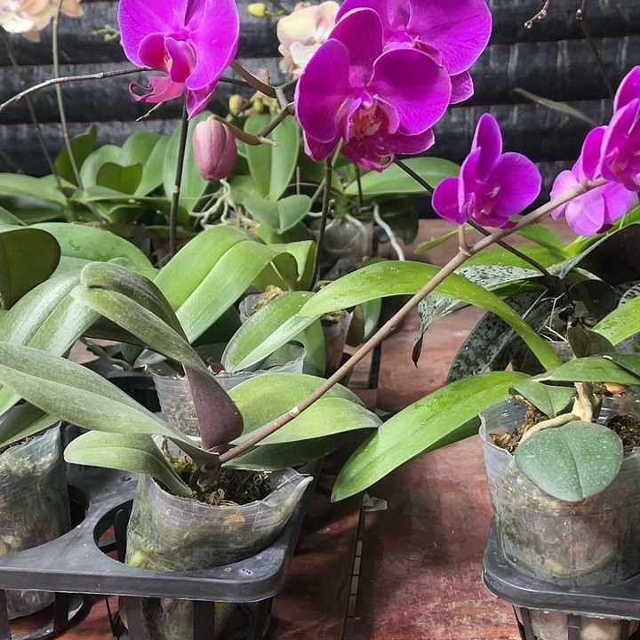 当前无花栽培后可以开花实生开花株