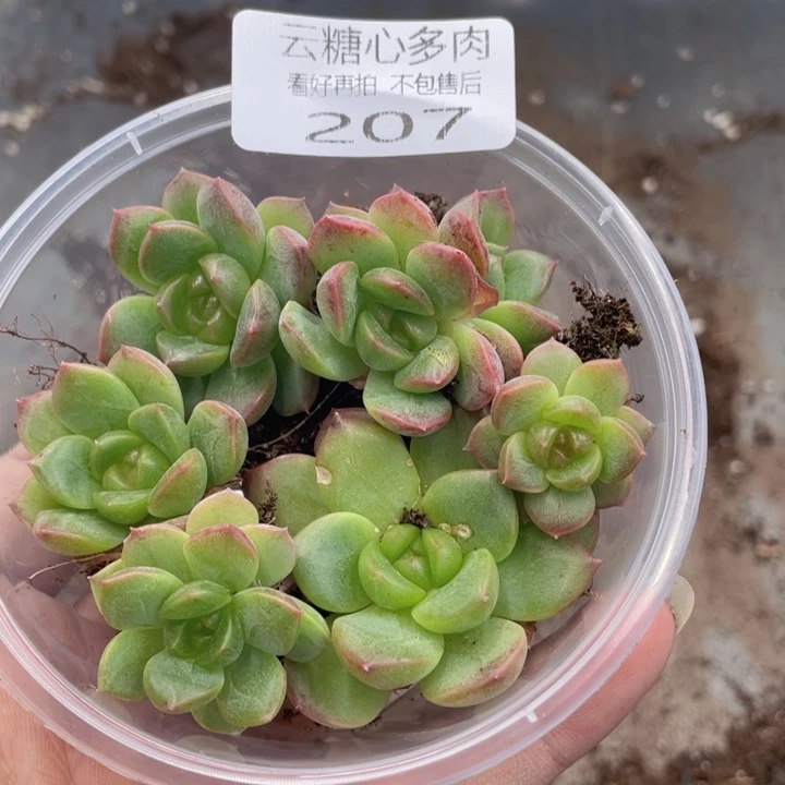 云糖心多肉植物207