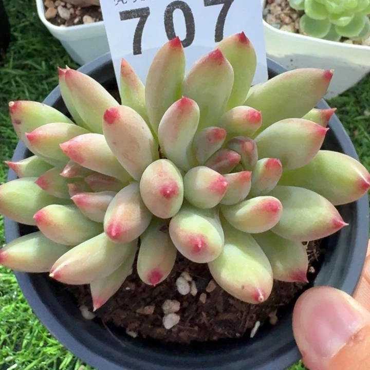 岩字            多肉植物