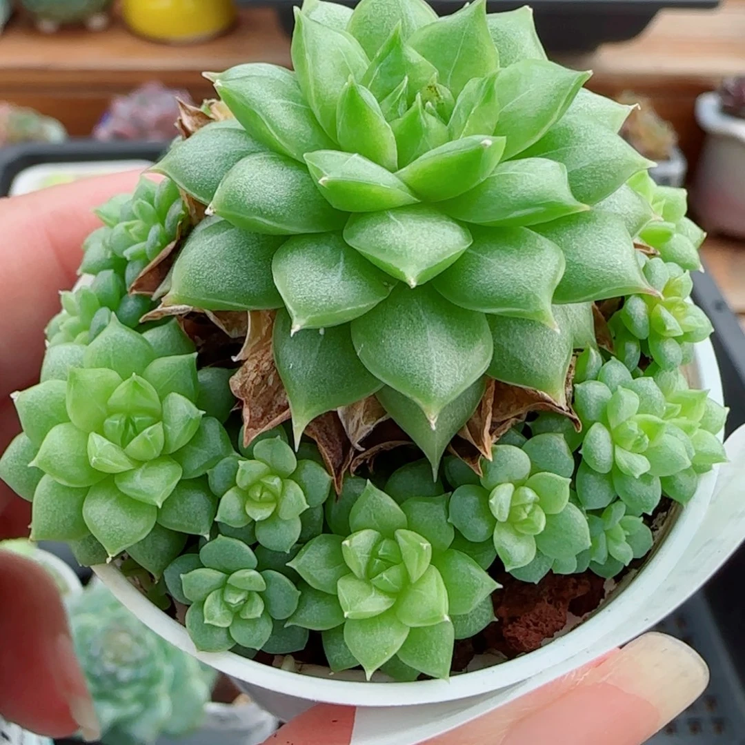 花语逸镜0018-54女王整