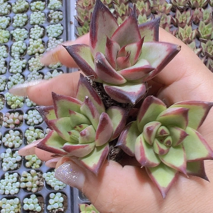 乌木3个苗19包邮多肉植物
