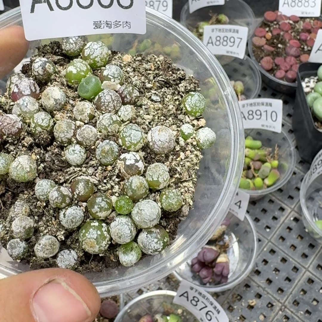 8868––零下地区需拍保温箱