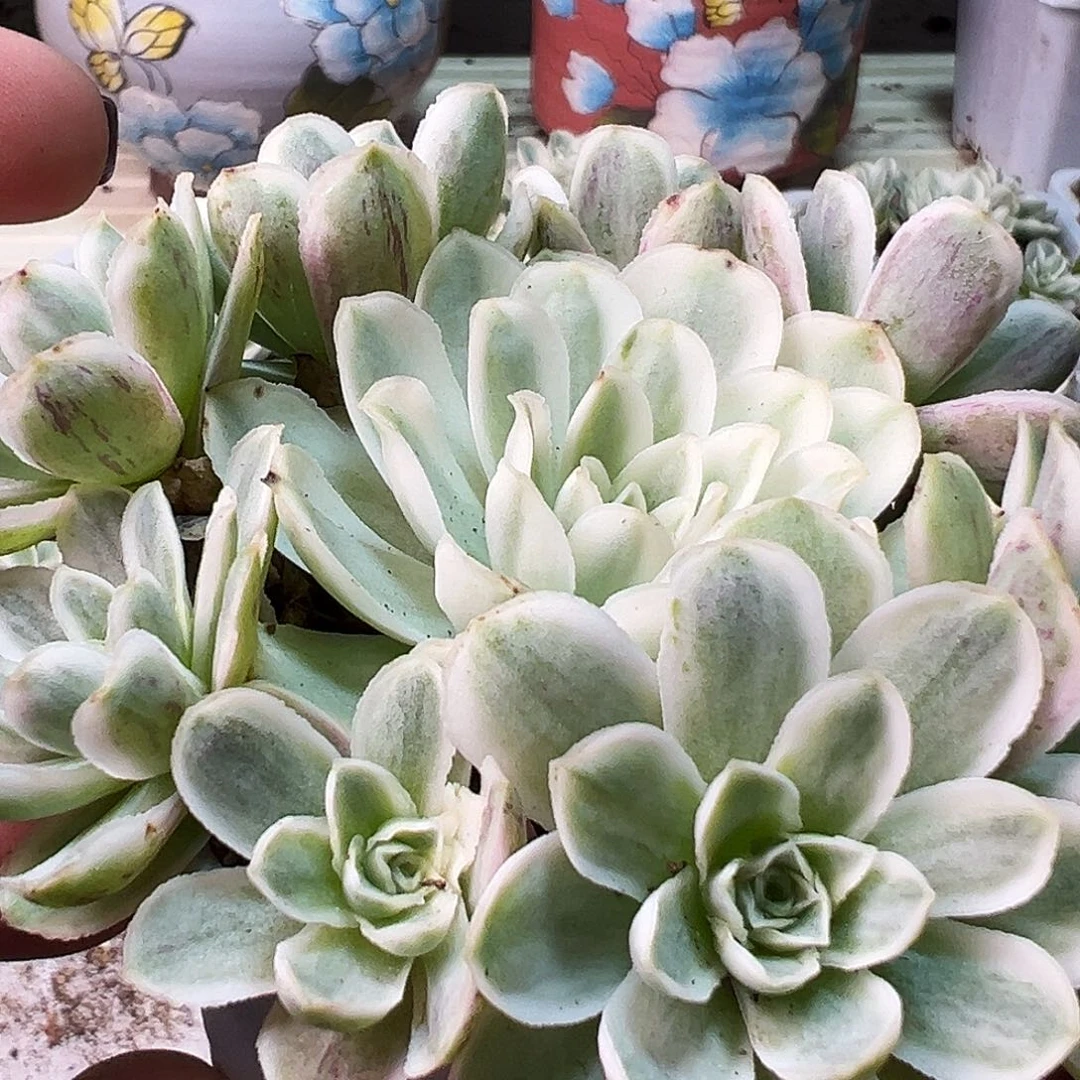 山地玫瑰锦秋夕957号