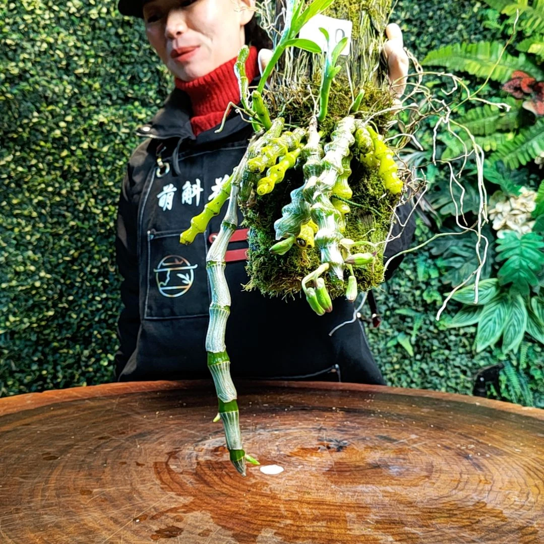 【闪购商品】c****0210肿节花