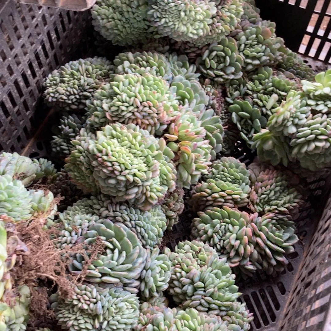 白胖子缀随机新基地