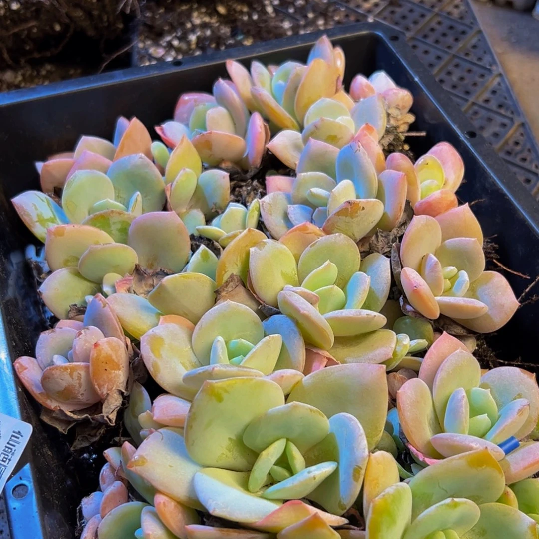 465的人都是这样的吗