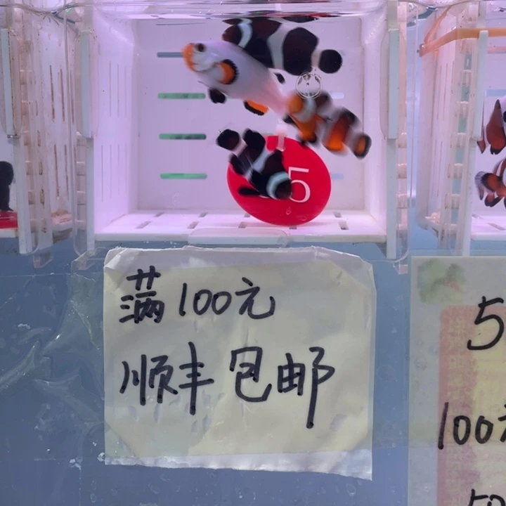 海水鱼精品混搭4条3.5.左右