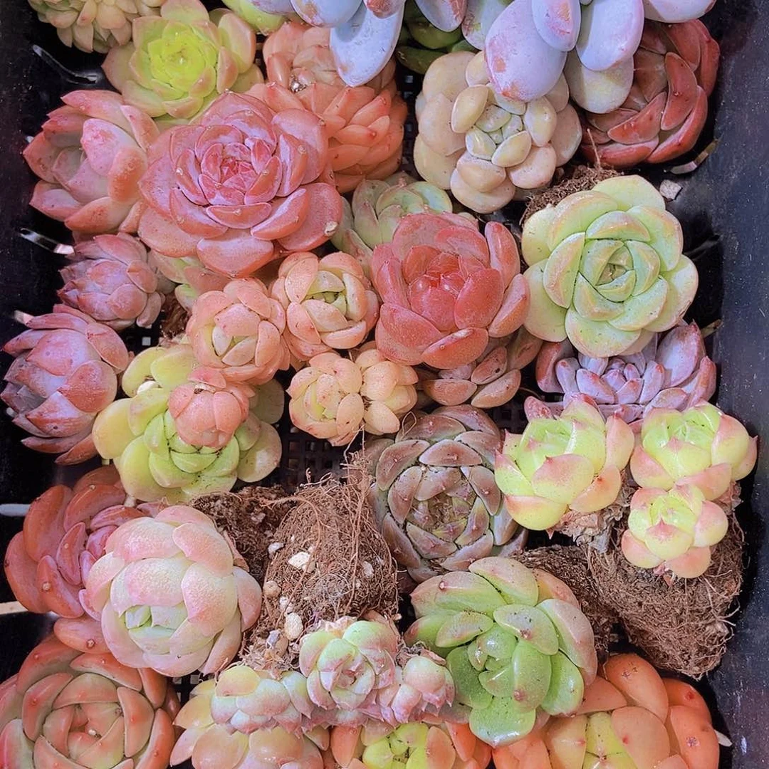 000001量拍保底20颗