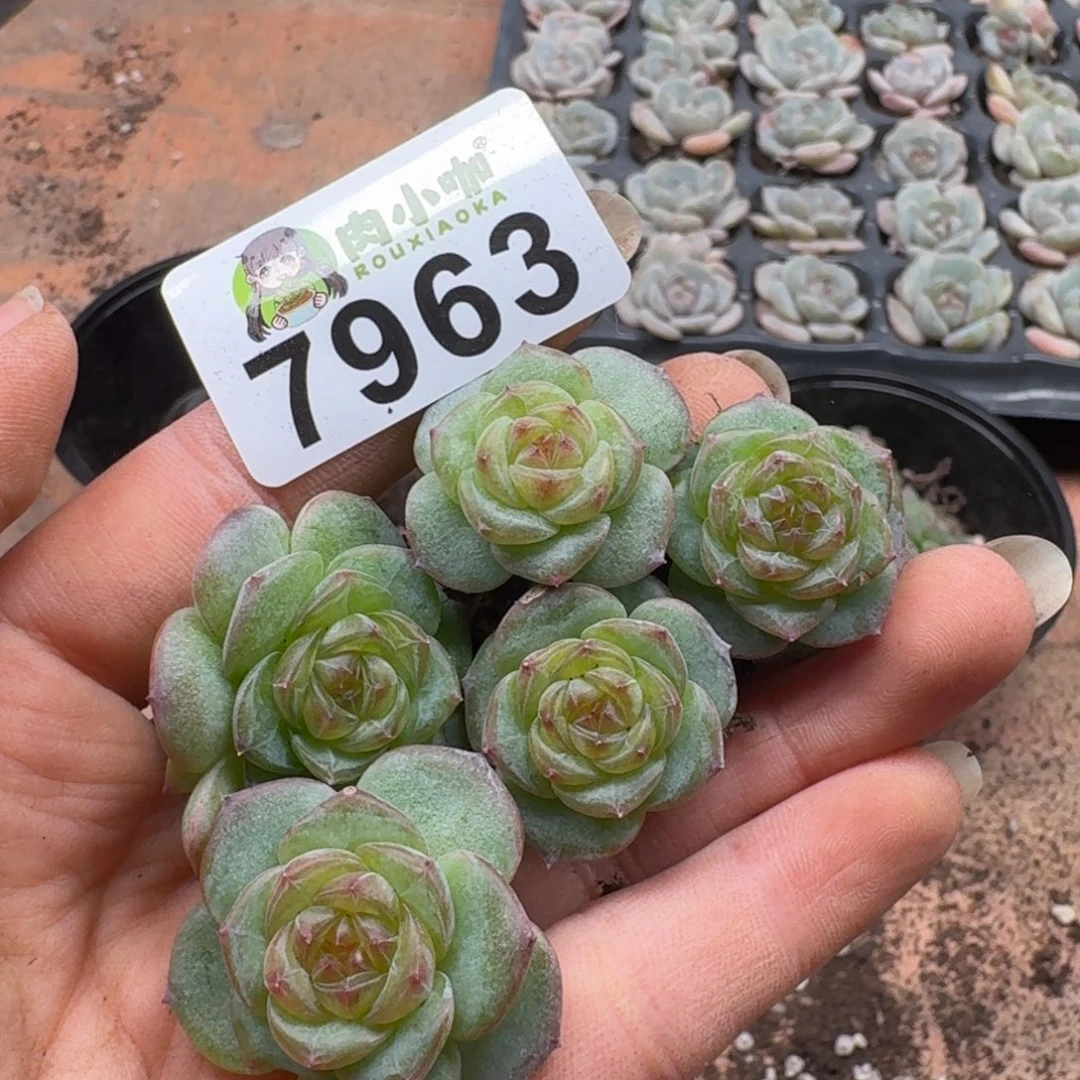 糖***喵多肉植物多肉植物