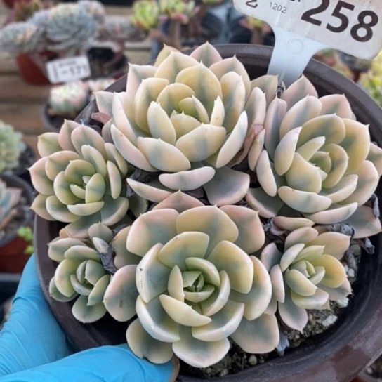 258一一一一一一一一一