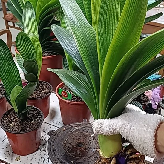 阿***特当前无花朵，栽培后可花朵