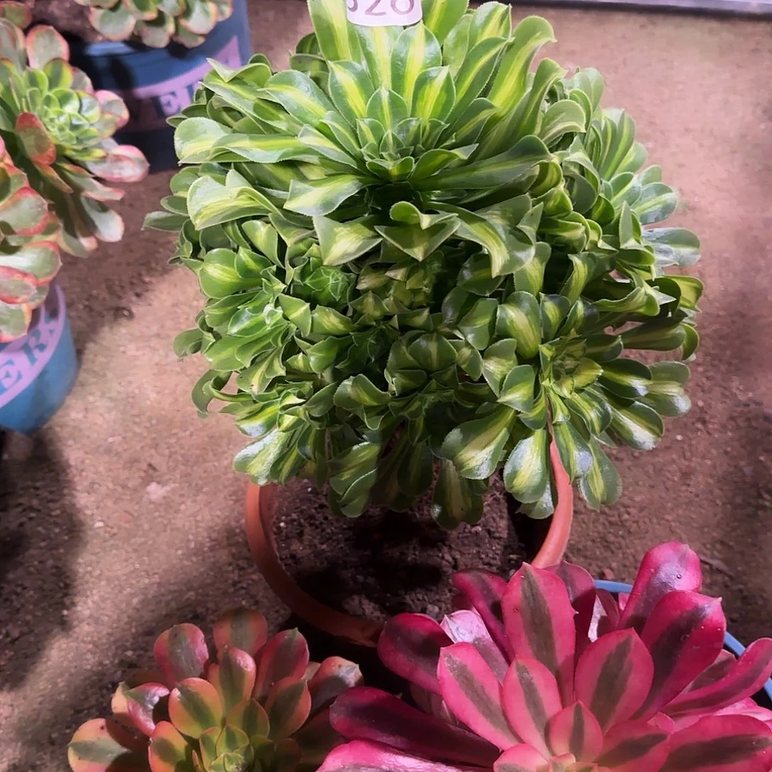 多肉植物福利3棵526