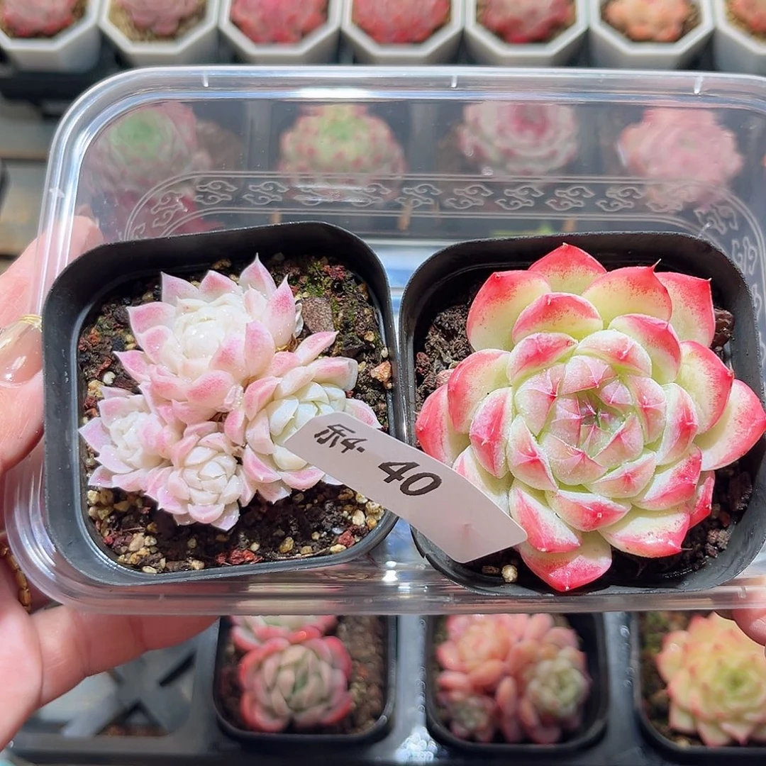 乐4-40白月影+画扇