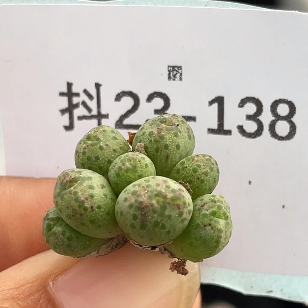 23-138原始斑马多肉植物
