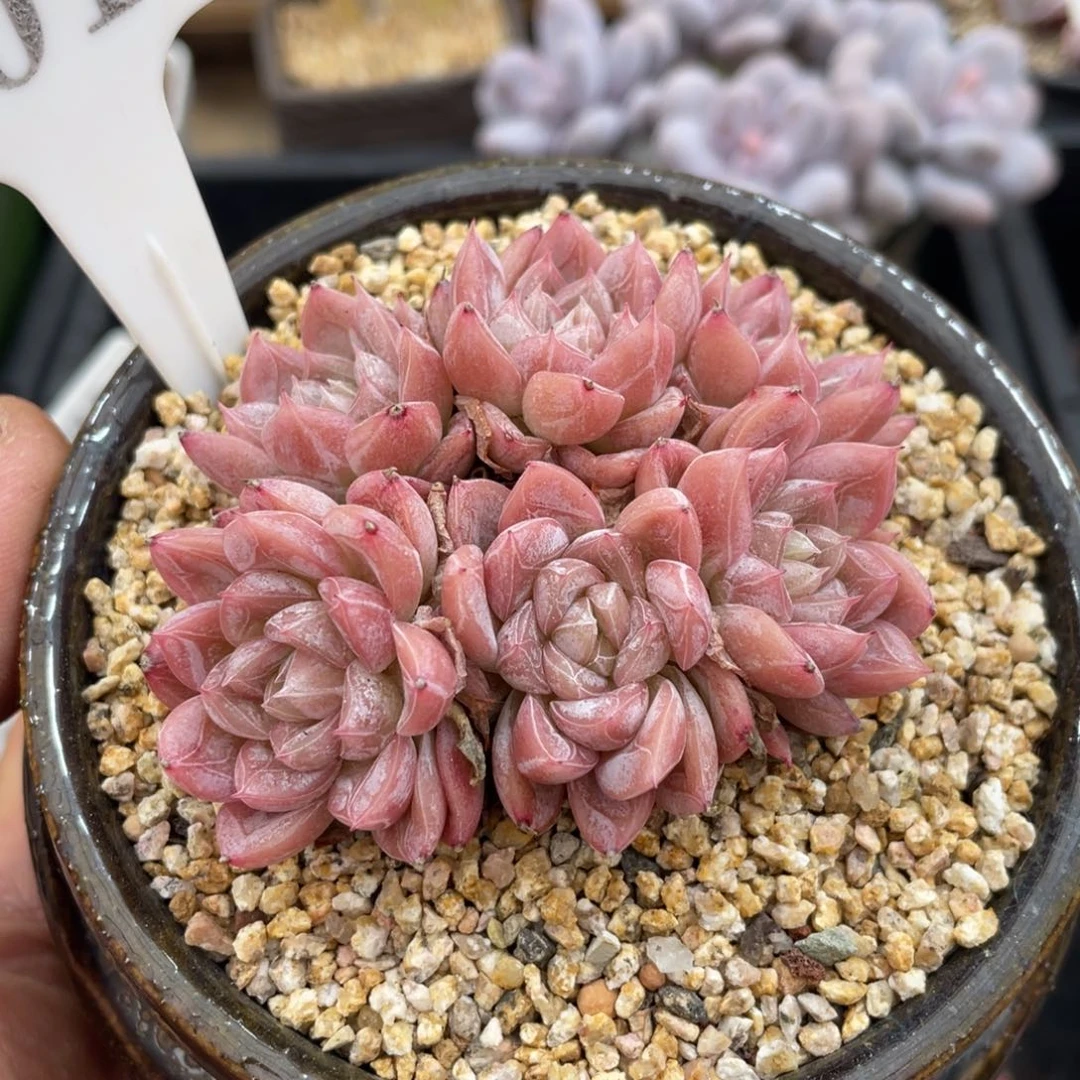 016爱莎不带盆8厘米