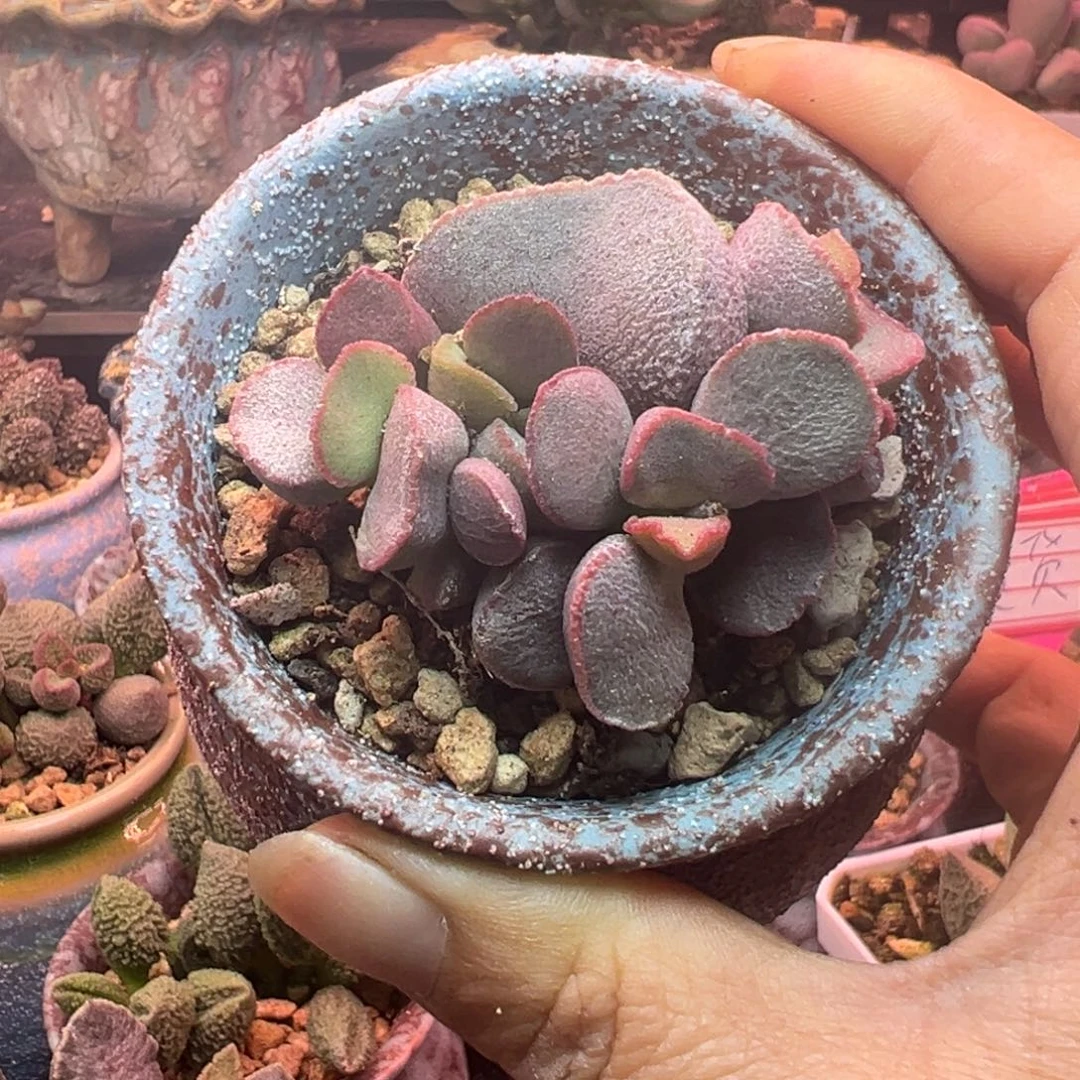 一组自拍，感谢支持