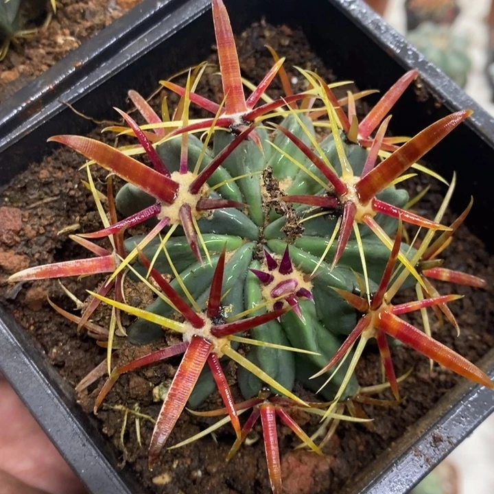 实生宽刺日出特价2