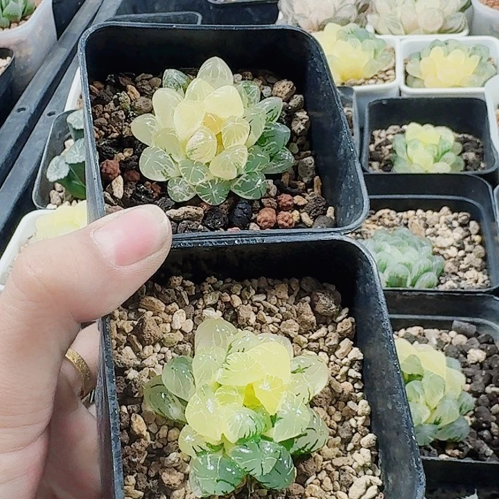 兔***子无花朵十二楼 实生冰灯锦2颗福利