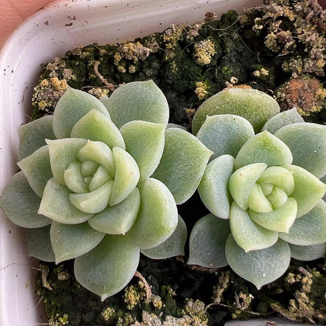 开播福利 黄财富 散的