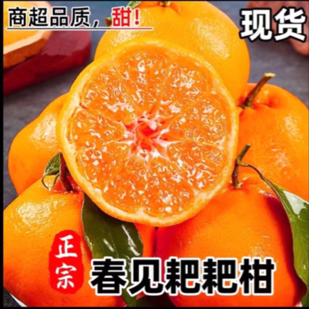 【新年特惠】正宗四川春见耙耙柑 新鲜采摘 现在采现发 多肉多汁