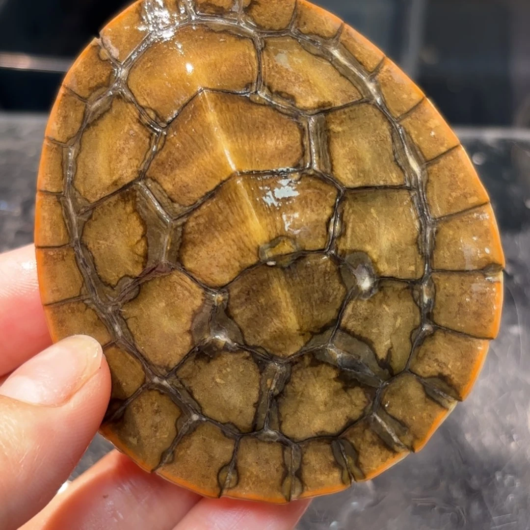 不分公母泥龟A4腐甲圆澳