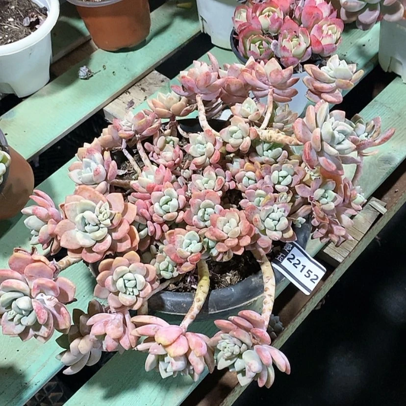 【闪购商品】克洛伊22152