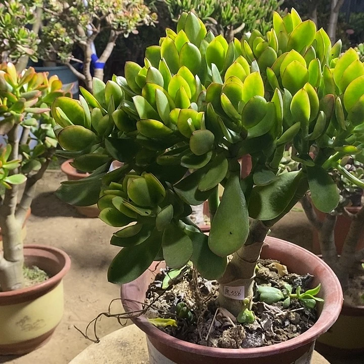 愿****?33玉树一物一拍