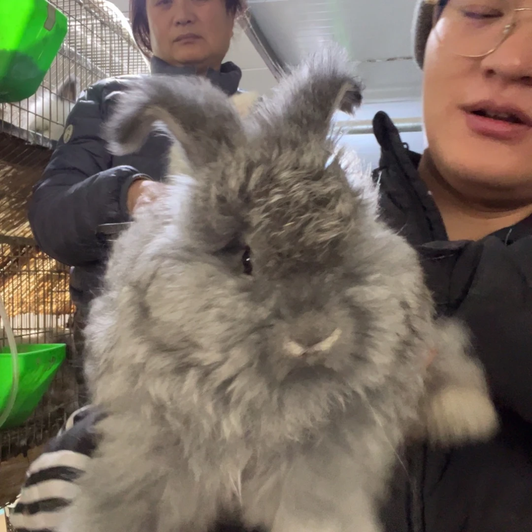 徐***岁双血统英系安哥拉兔