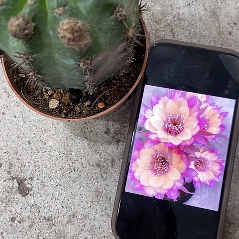 极光丽花，2689900