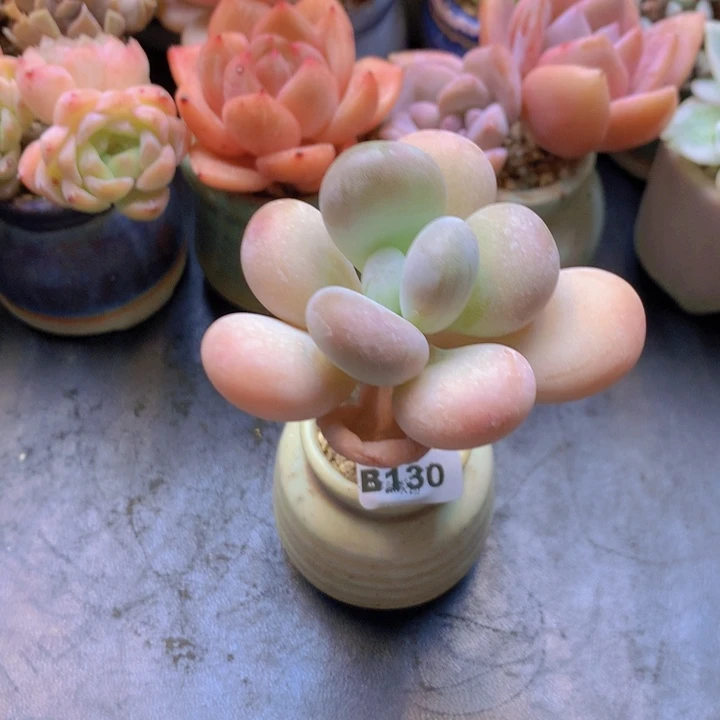 一物一拍含盆土满38包邮B130