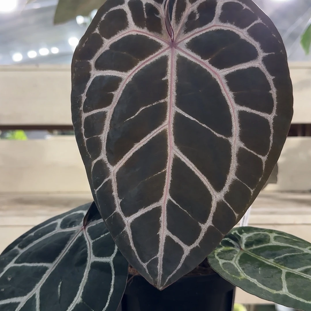 无花朵米歇尔红水晶（带牌）