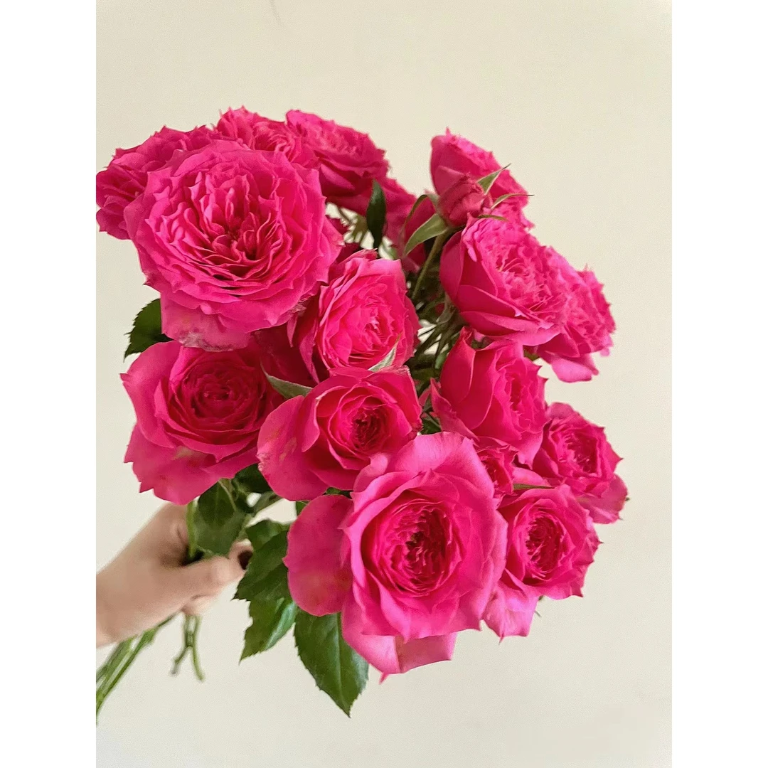 43喷色薰衣草玫瑰10支+苏菲宝贝3支+粉多康10支+粉色紫罗兰一把