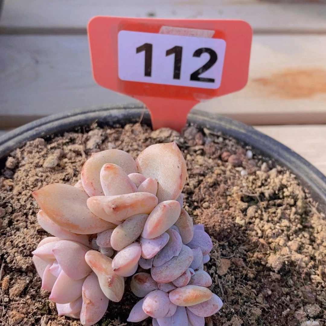 112奶茶自然群。11111