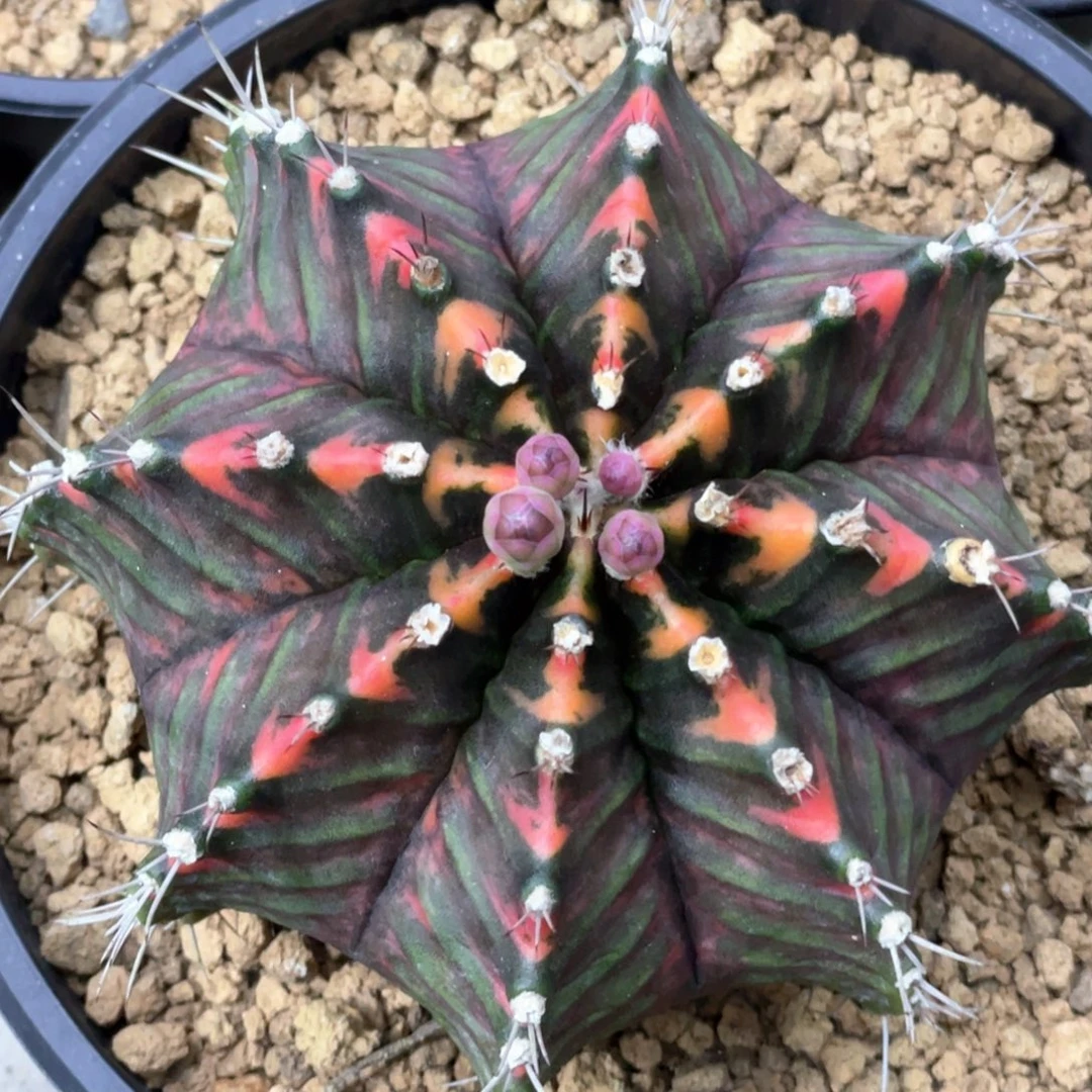 当前无花朵，栽培后可花朵紫粉棱背V锦