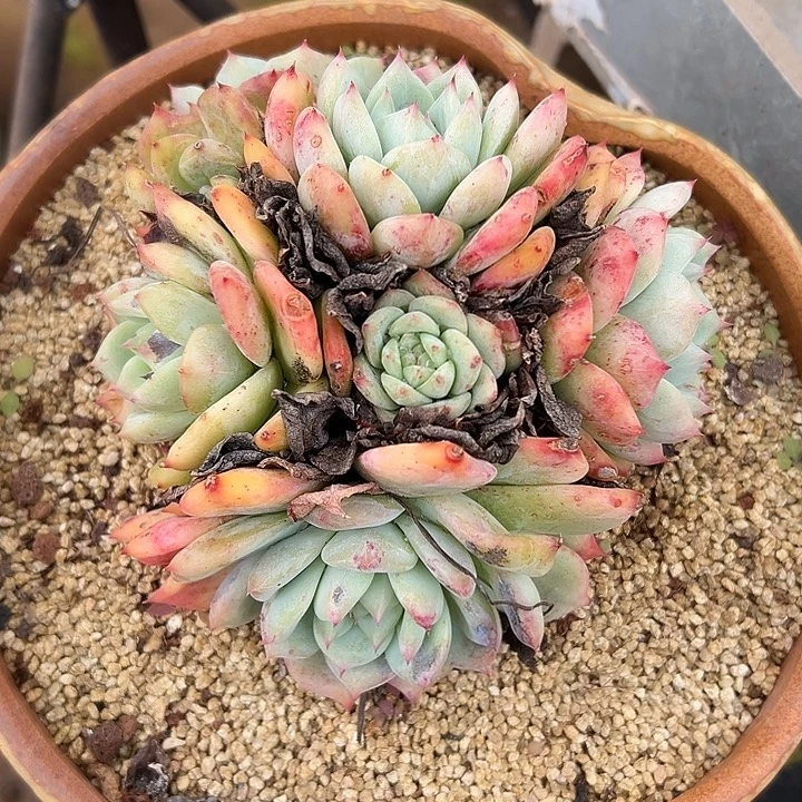 白拉糖群生多头多肉