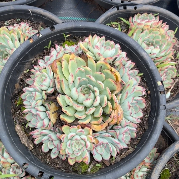 荷花，。。。。。。。。。。。。。。。。