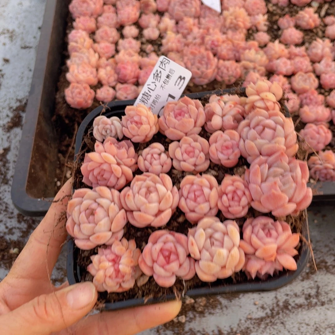 云糖心多肉植物013