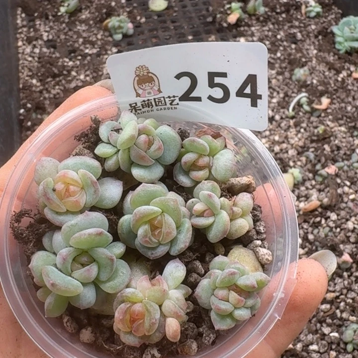 多肉植物多肉植物