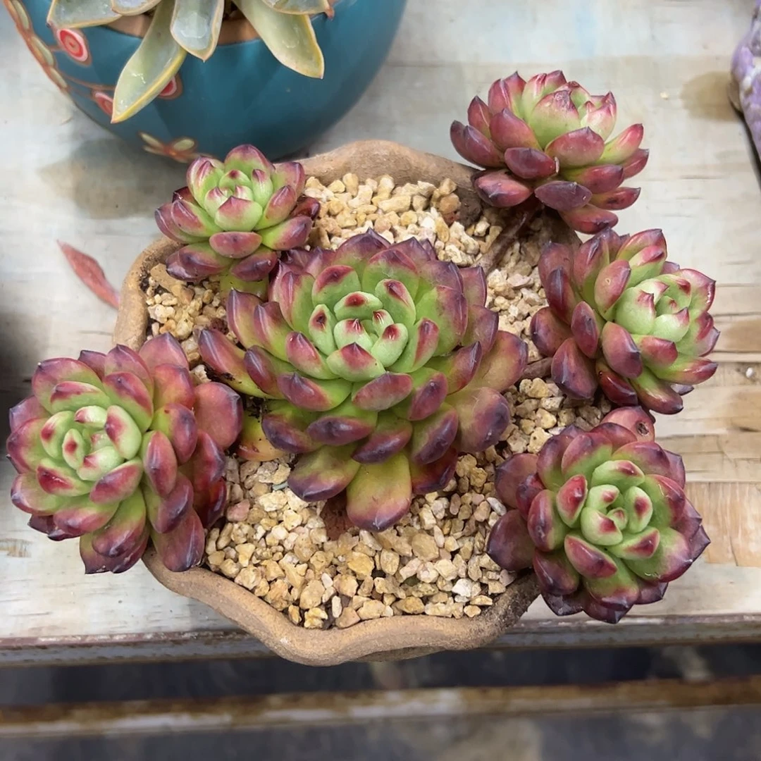 tm28 零零多肉植物